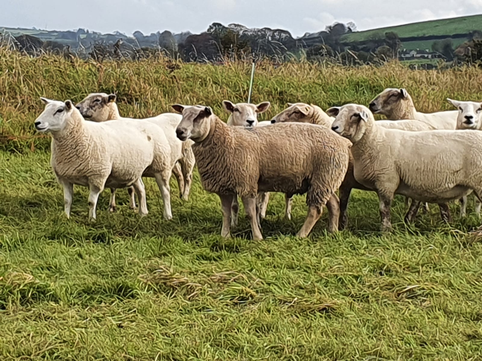 Bawnard Ram Lamb featuring in the CPT natural mating team 2020!