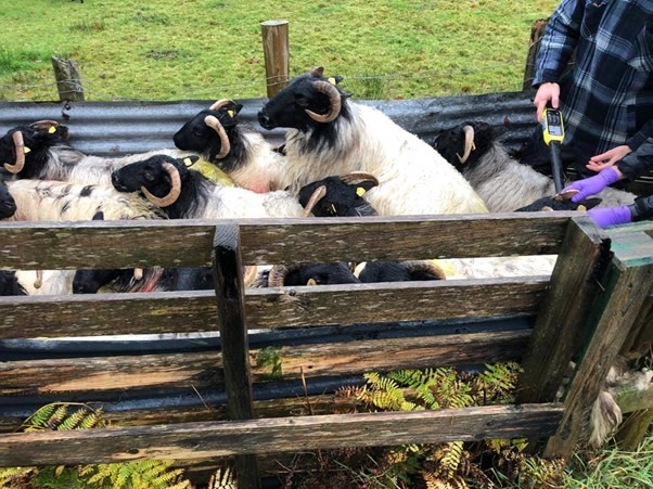 Read more about the article Ewe Longevity is propelling parentage recording for the Mayo-Connemara group