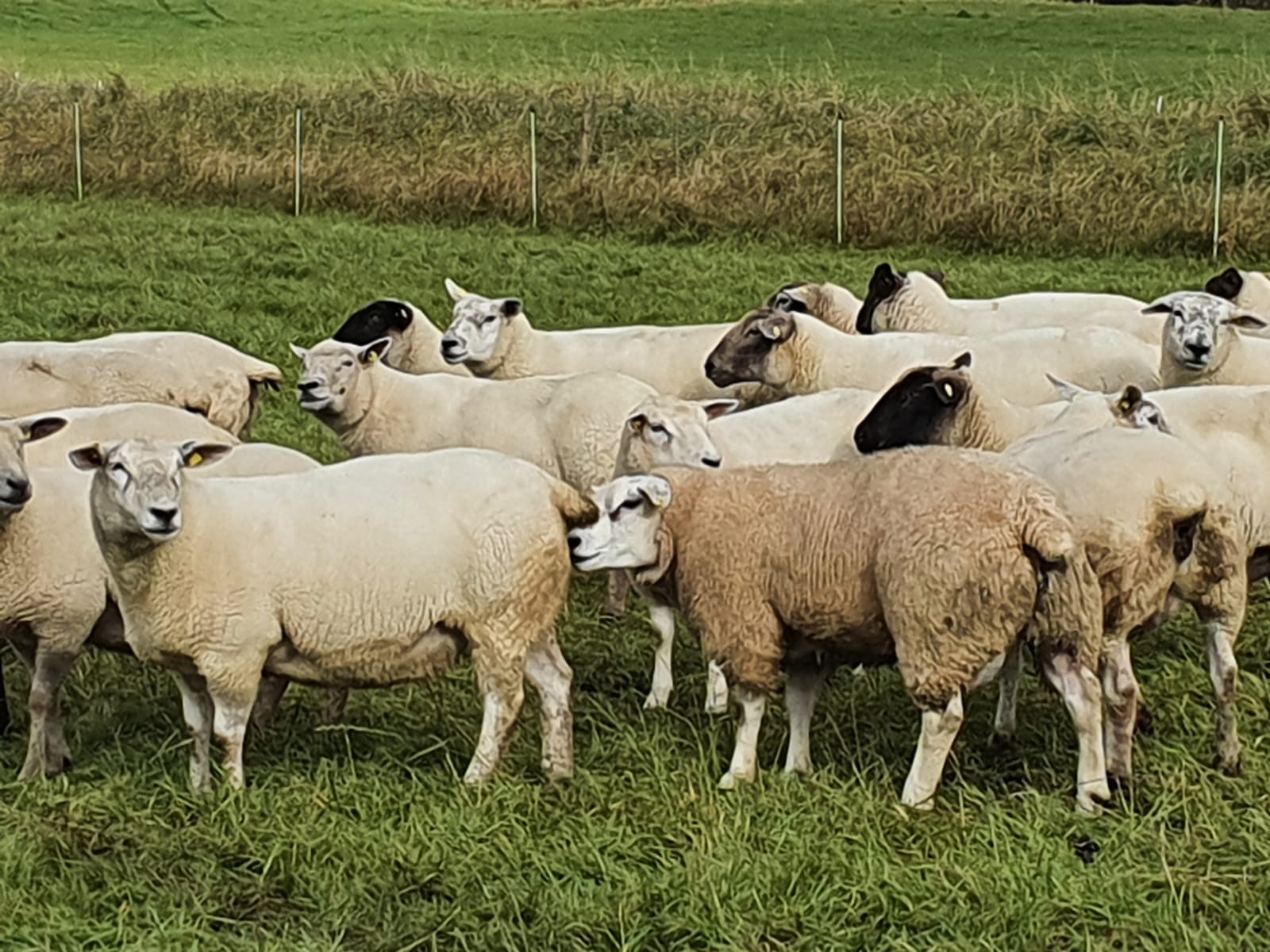 Read more about the article Murphys Dallas Texel ram lamb featuring in CPT Natural Mating 2020!