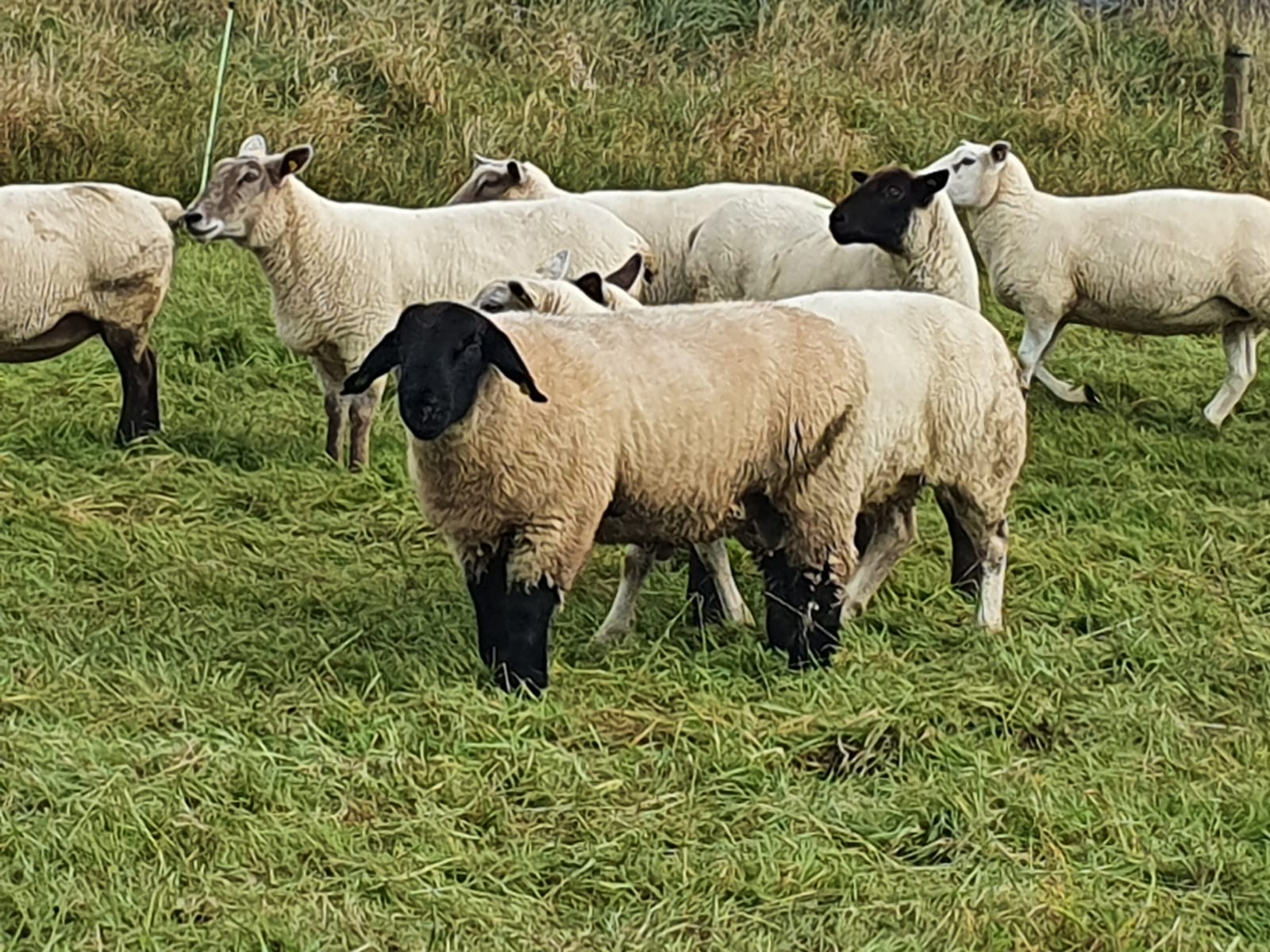 You are currently viewing Columbkille Ram Lamb features in the natural CPT mating team 2020!