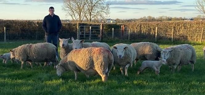 Finalist of Highest Achieving LambPlus Flock 2020 – David O’Gorman, Carrowbaun Charollais