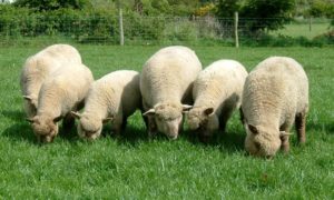 Read more about the article Finalist for Most improved LambPlus flock 2020 – Neil & Ann Ford, Kilbride Vendeens