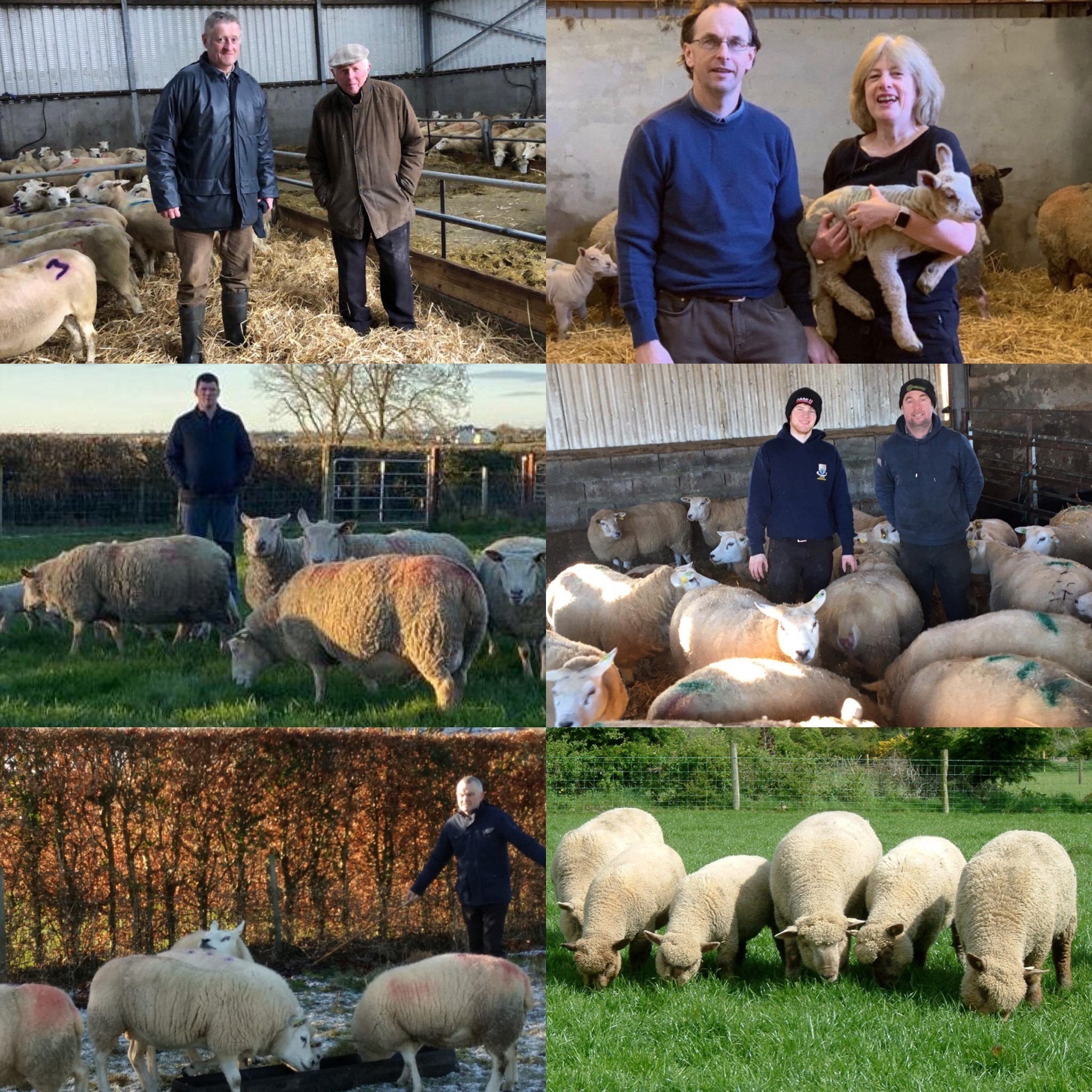 Read more about the article FBD LambPlus Award Winners to be announced next week