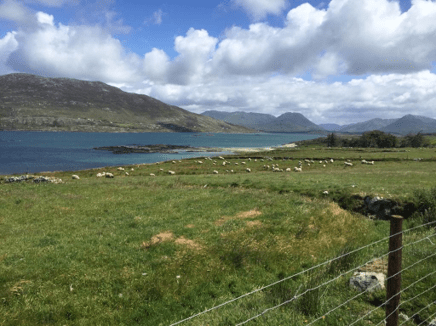 You are currently viewing Hill flockbooks: providing a foundation to protect and progress hill breeds and the sector