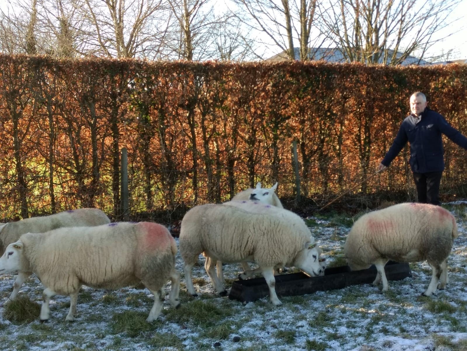 Read more about the article Finalist of Most Improved LambPlus Flock 2020 – Martin Murphy, Montybally Texels