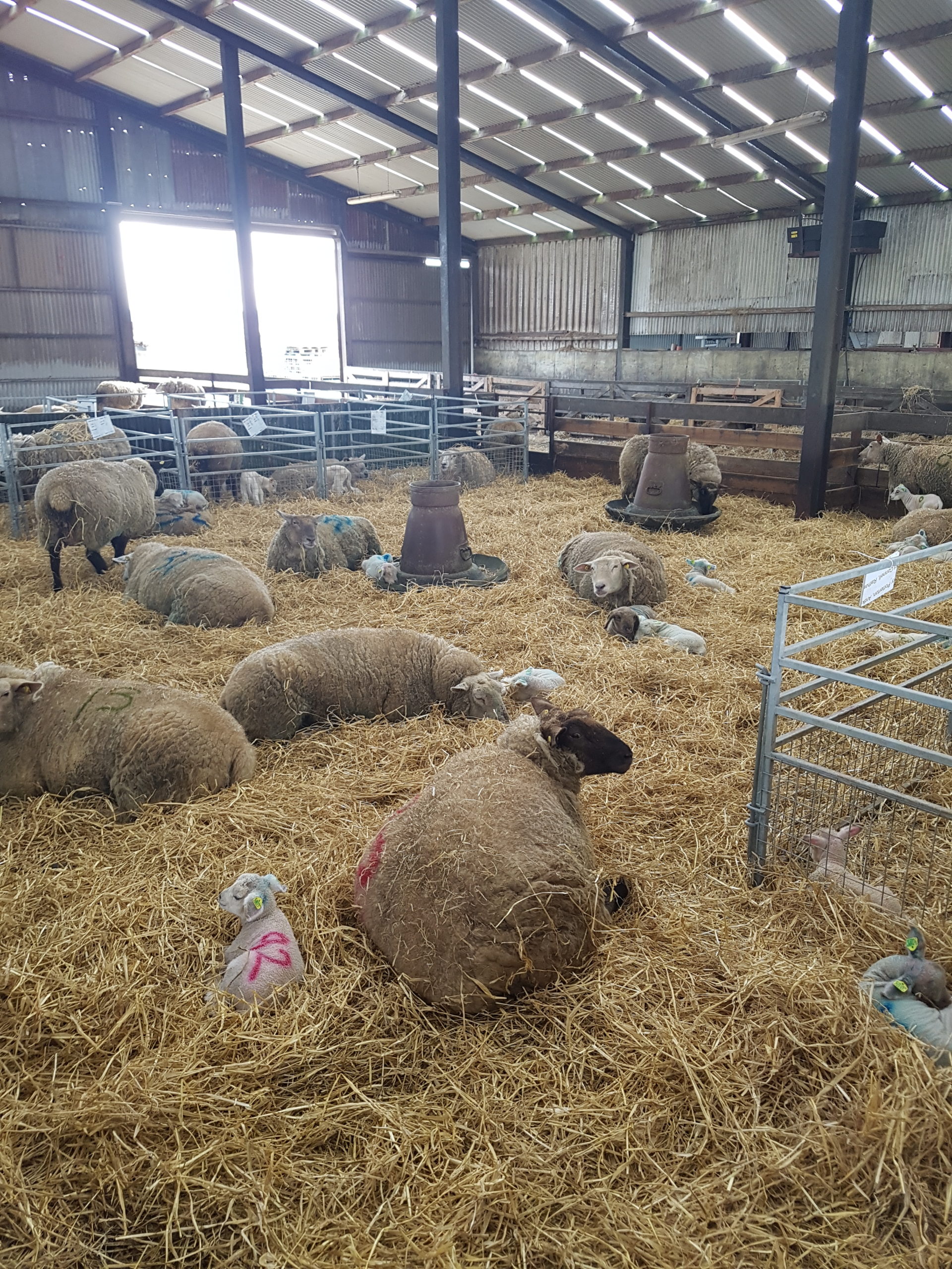 Read more about the article CPT Lambing coming to a close for 2021