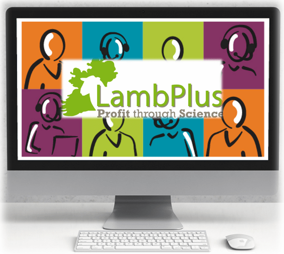 You are currently viewing Online Workshops Prove a Hit With LambPlus Breeders