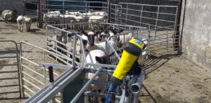 Timeliness for recording 100 and 150 days lambs weights