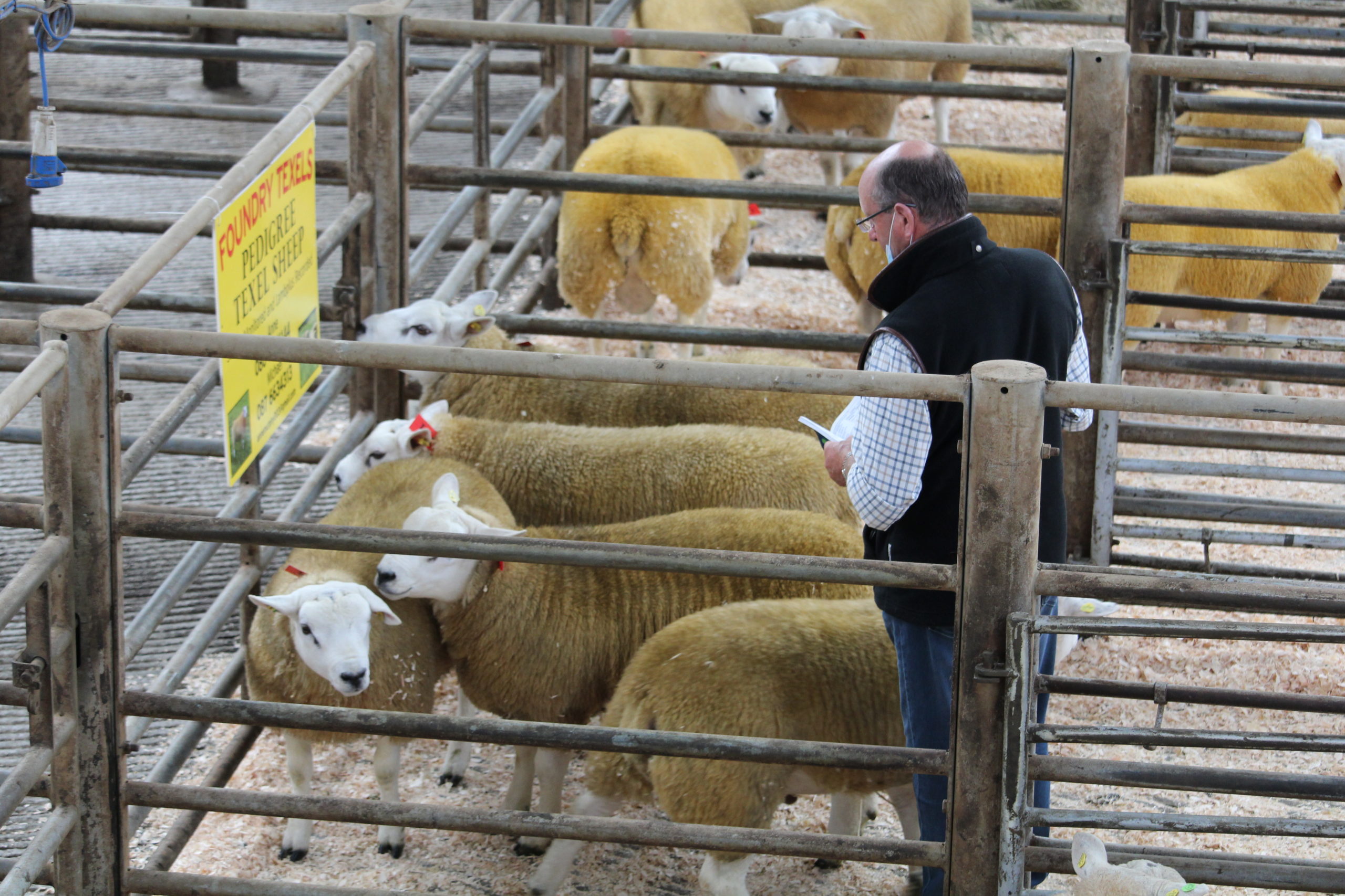 You are currently viewing Sale Report 2021 – Sheep Ireland Ram Sale goes from Strength to Strength!