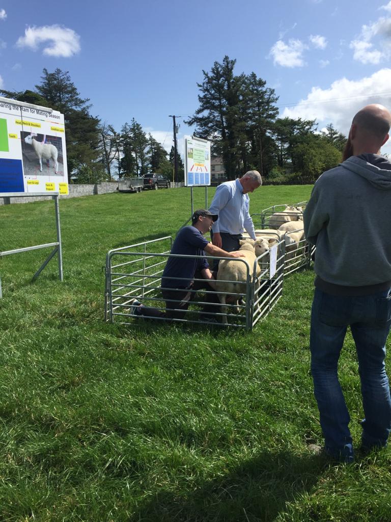 You are currently viewing Breeding Workshop in Galway