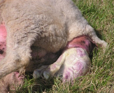 You are currently viewing How to record Lambing Difficulty?