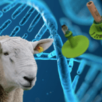 LambPlus breeders, remember to genotype your stock rams!