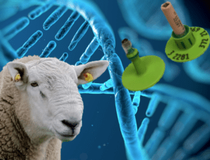 Read more about the article LambPlus breeders, remember to genotype your stock rams!