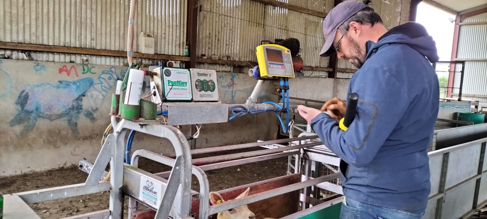 You are currently viewing How do you know what lambs are the best performers?
