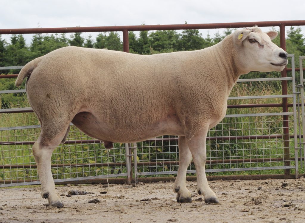 LOT 7: MURPHYS DALLAS PXE2003328, IE044561203328E. 114 progeny over 2 years.