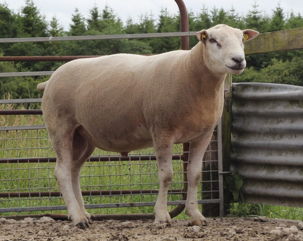 LOT 1: PULLAGH FRED CG2002588, IE044132102588D. This ram had 127 progeny over two years.