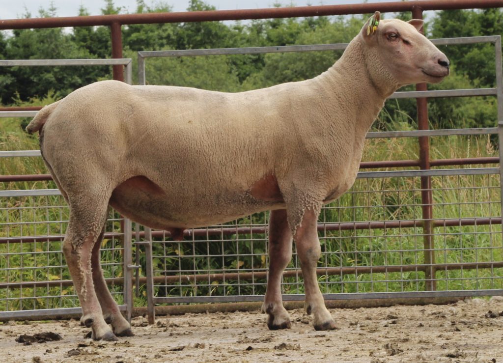 LOT 4: KELLISTOWN J8321017, IE041065000766C. 98 Progeny this year.