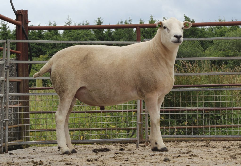 LOT 5: 18522003341 IE043806703341G. 122 Progeny this year.