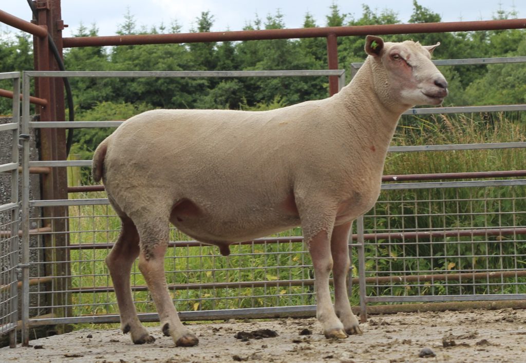 LOT 3: COOLKELLURE J220009, IE045979100956B. 187 Progeny over 2 Years.