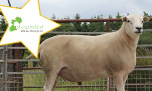 Read more about the article CPT Ram Sale, A unique opportunity to purchace proven genetics