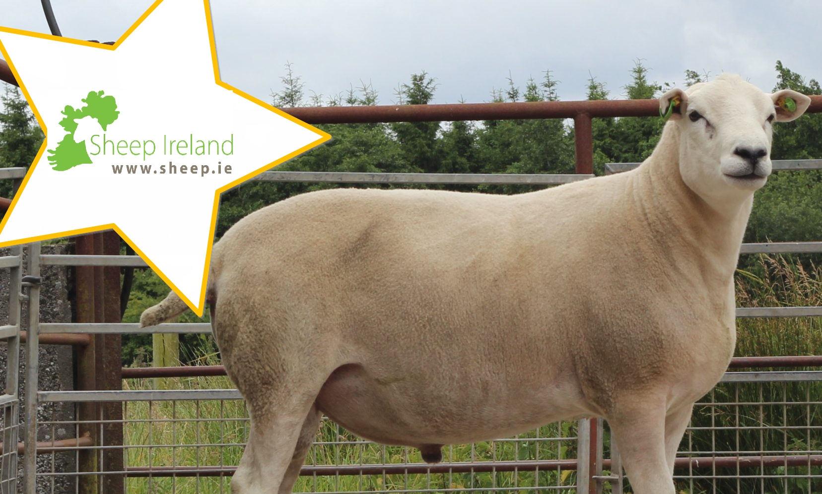 You are currently viewing CPT Ram Sale, A unique opportunity to purchace proven genetics