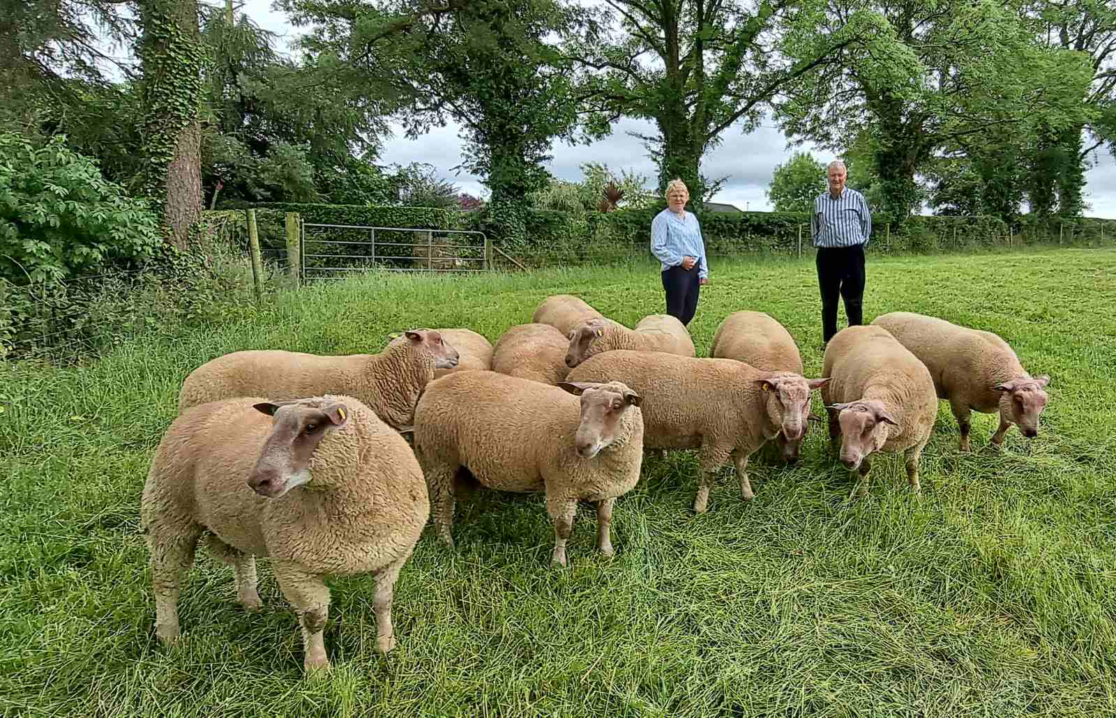 You are currently viewing Finalist of Highest Achieving LambPlus Flock 2022 – Michael & Sarah O’Neill, Charollais, Bolinaspect