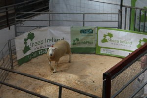 Belclare Sheep Ireland Sale 2022
