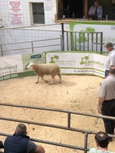 Lleyn Sheep Ireland Sale 2022