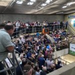 Sheep Ireland Ram Sale Report – 2022