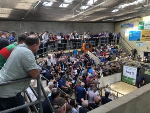 Sheep Ireland Ram Sale Report – 2022