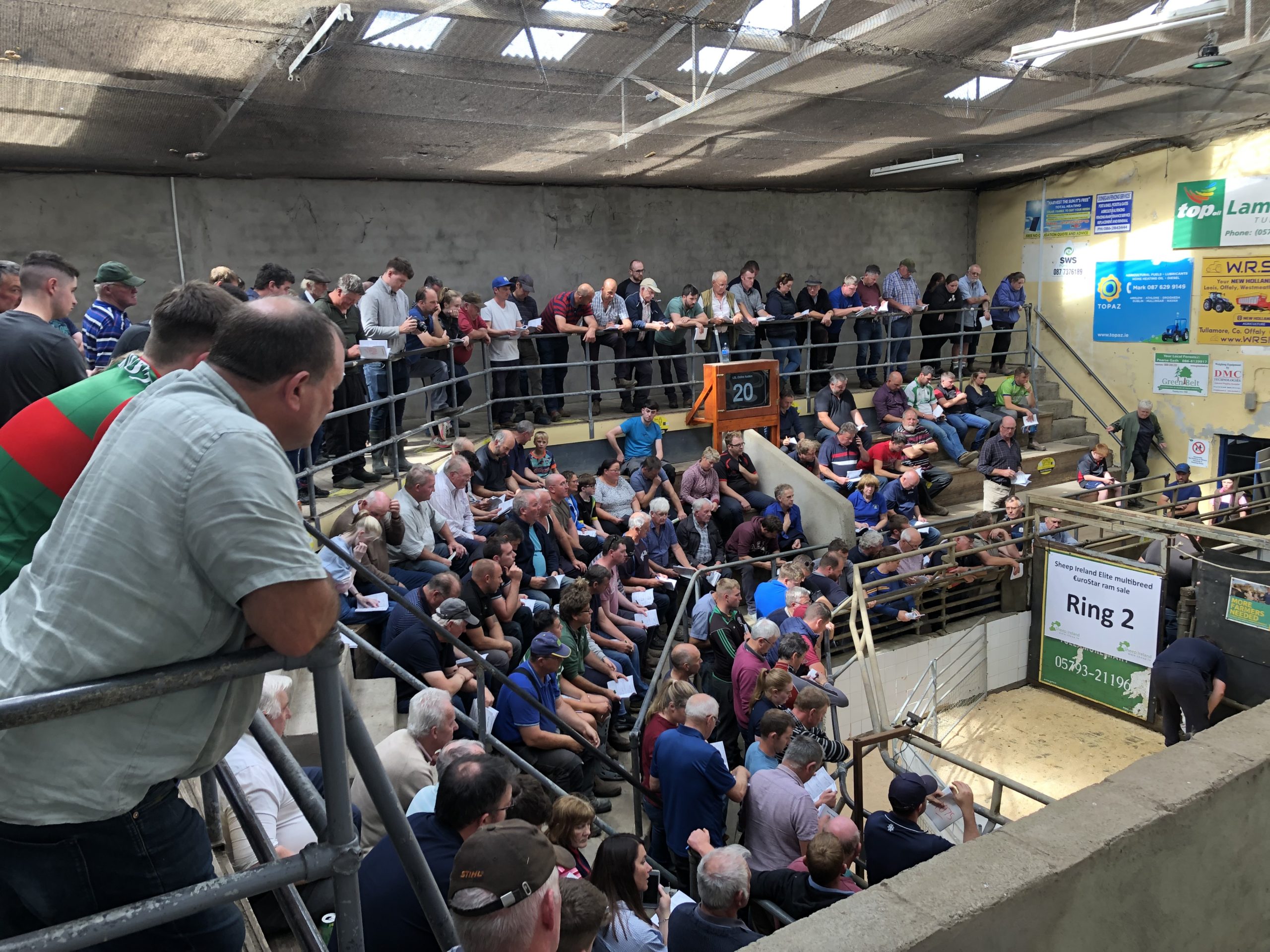 Read more about the article Sheep Ireland Ram Sale Report – 2022