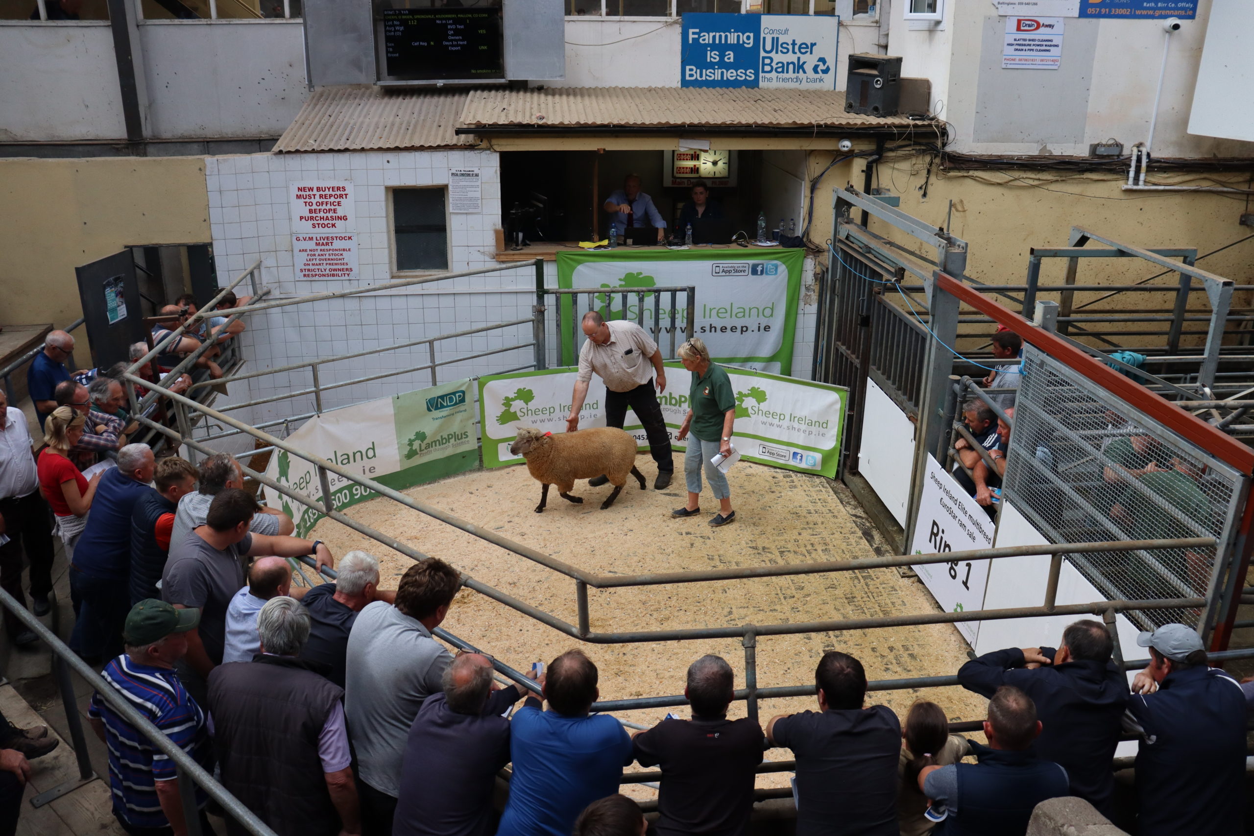 Read more about the article Sheep Ireland Ram Sale Report period 2016–2022