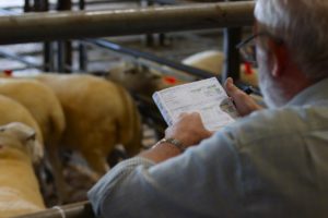 Read more about the article Deadline for Sub Entries to Sheep Ireland €uroStar Multi-Breed Ram Sale