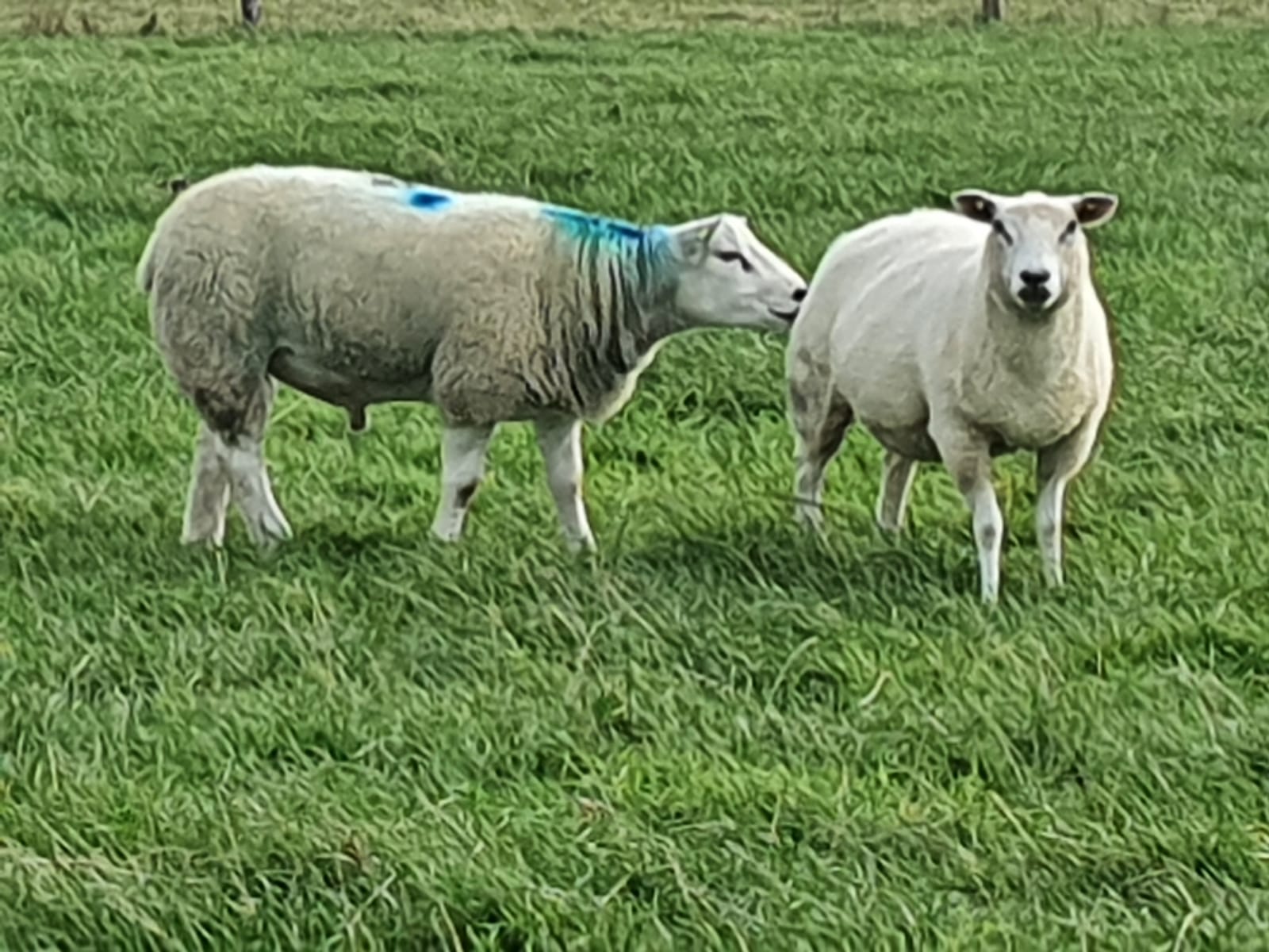 You are currently viewing ROSCOMMON FIVESTAR– CPT Natural Mating 2022 team!