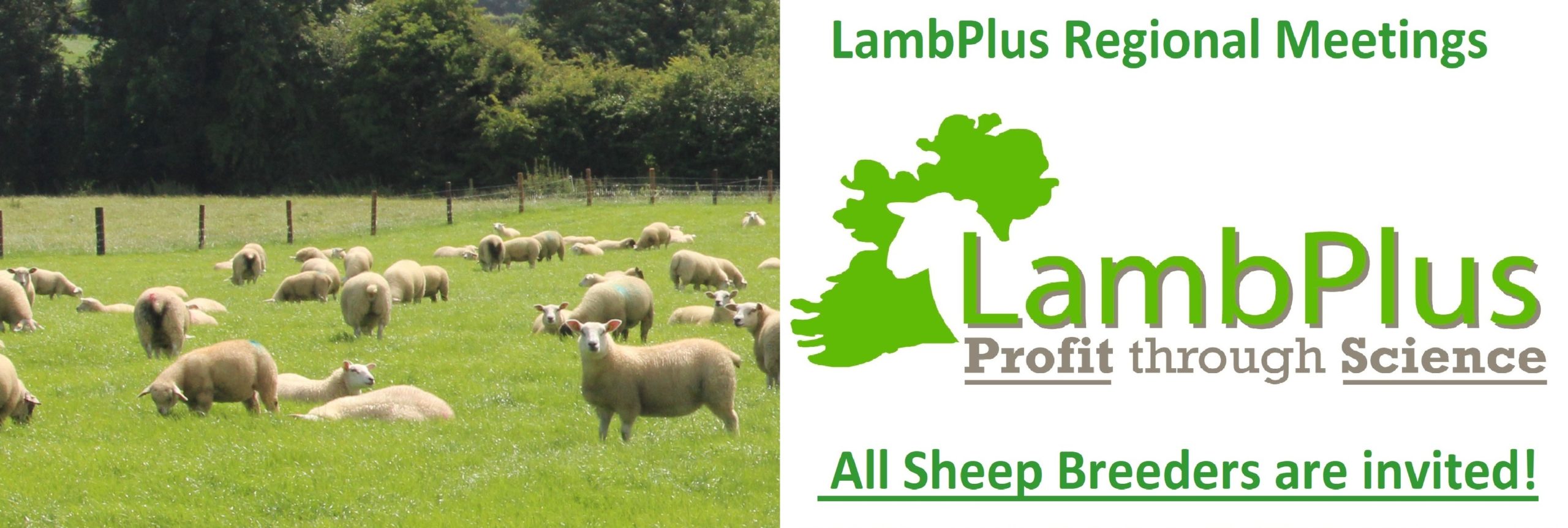 You are currently viewing 2023 LambPlus Regional meetings