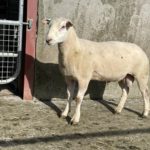 BALLYNULTY HENRY – CPT Natural Mating 2022 team