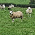 KILCLAMMON FREDO – CPT Natural Mating 2022 team