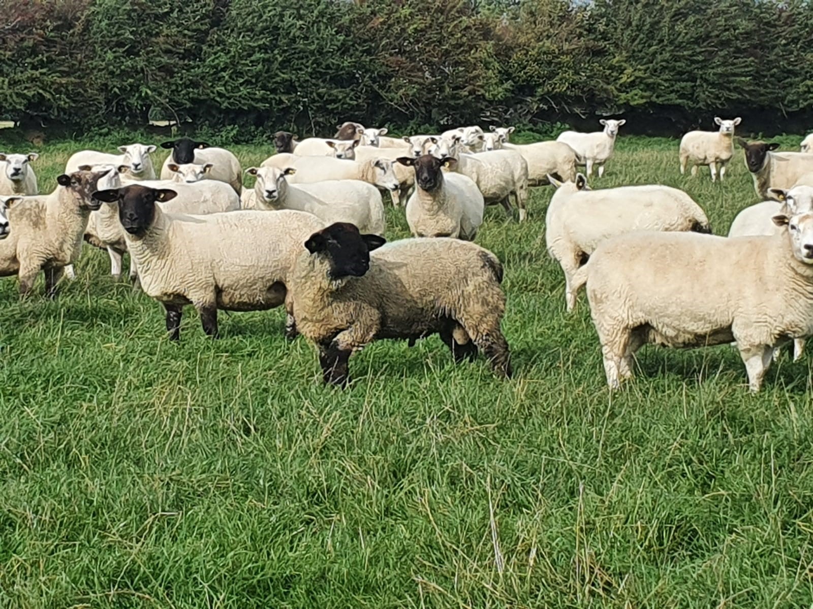 Read more about the article FEARMOR ALGAR – CPT Natural Mating 2022 team