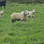MILLABBEY FRYDERYK – CPT Natural Mating 2022 team