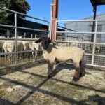 ERRIGAL ABBEY – CPT Natural Mating 2022 team