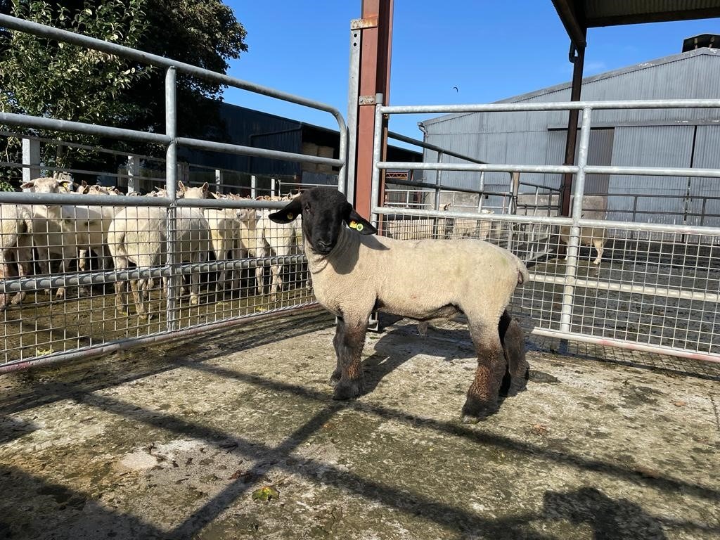 You are currently viewing ERRIGAL ABBEY – CPT Natural Mating 2022 team