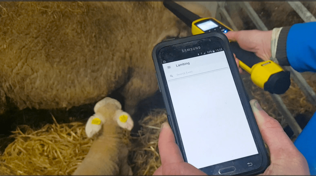 You are currently viewing How to record a lambing on the LambPlus App