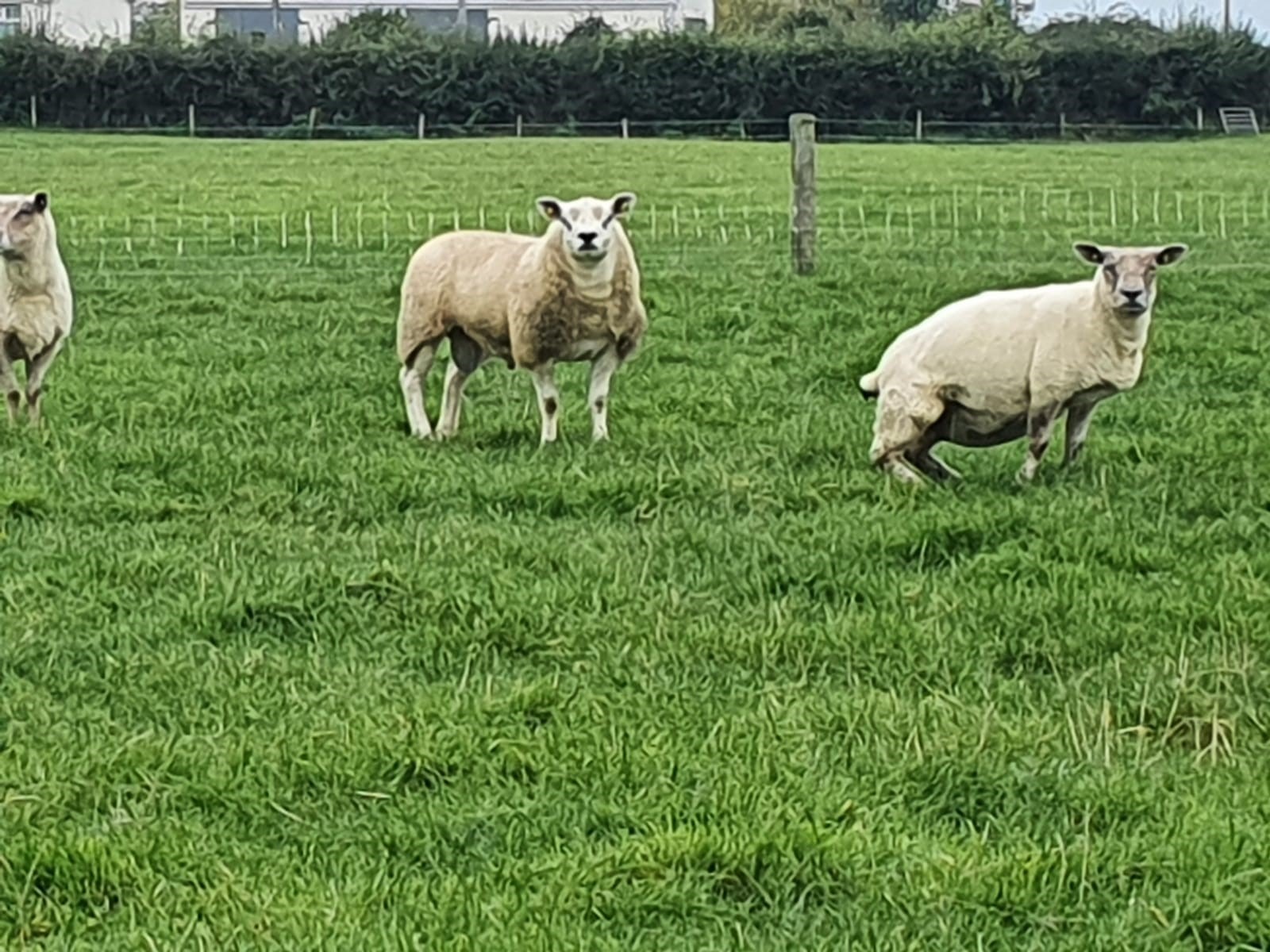 You are currently viewing FORRESTHILL FERRIS – CPT Natural Mating 2022 team