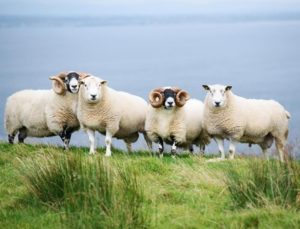 Sheep Improvement Scheme (SIS) – Genotyped ram task