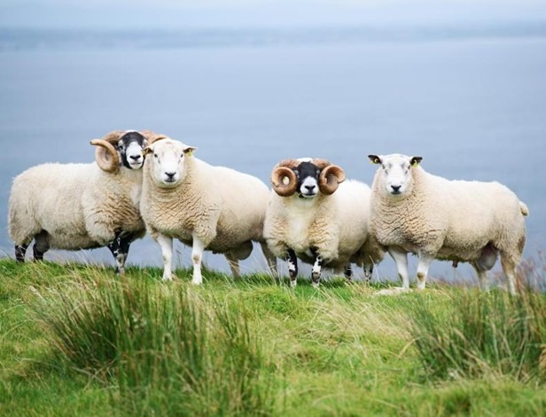 You are currently viewing Sheep Improvement Scheme. What are the criteria for the ‘Genotyped Ram Task’?