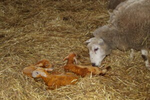 Recording lambing events and lambs’ information online