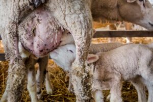 What score should I give my ewe for Mothering-ability and Ewe Milk ?