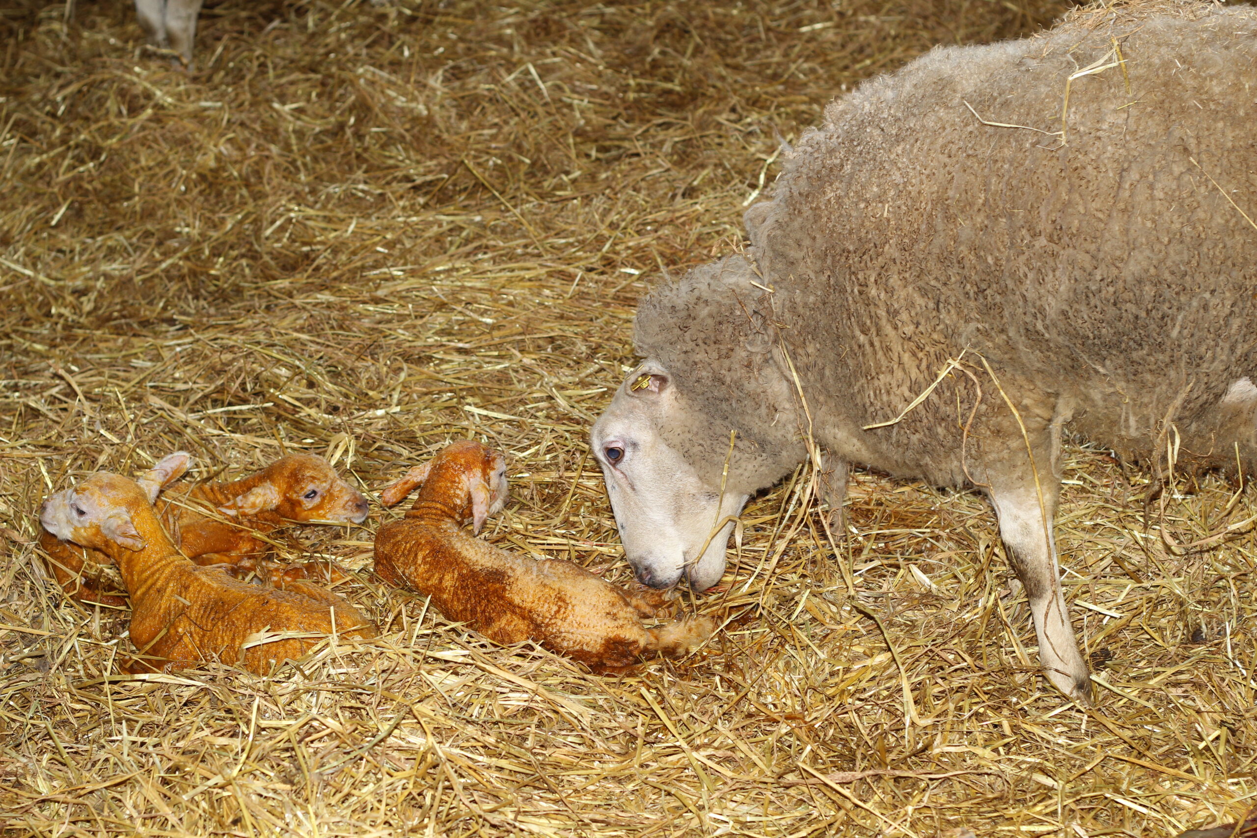Read more about the article CPT farms lambing season running very well