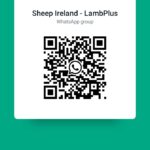 Join our LambPlus WhatsApp group
