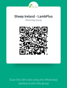 Join our LambPlus WhatsApp group